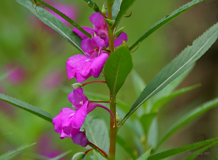 Assamese Flower Chart