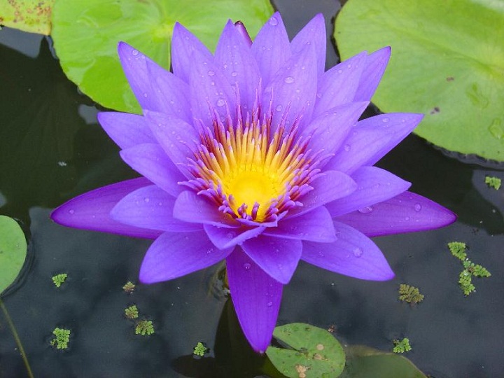 Blue Water Lily – नीलकमल – [Neelkamal]