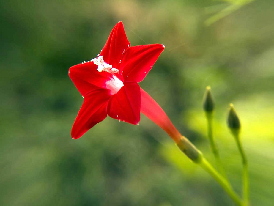 Cypress Vine, Star Glory – कामलता