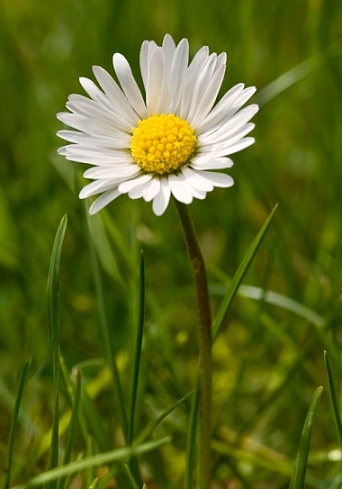 Assamese Flower Chart