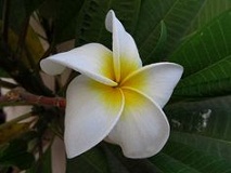 Frangipani, Magnolia – चम्पा – [Champa]