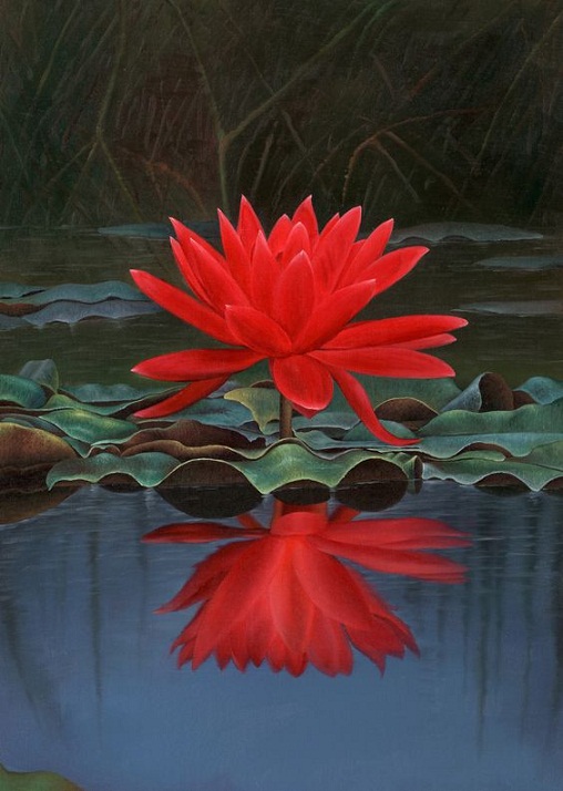 Lily, Red Lotus – कुमुदिनी, कुमुद – [Kumudinee , Kumud]