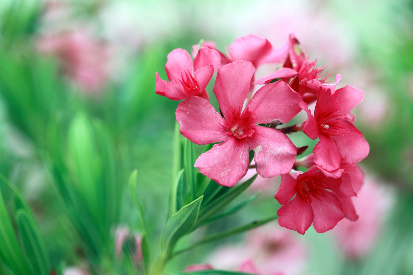 Oleander – कनेर – [Kaner]