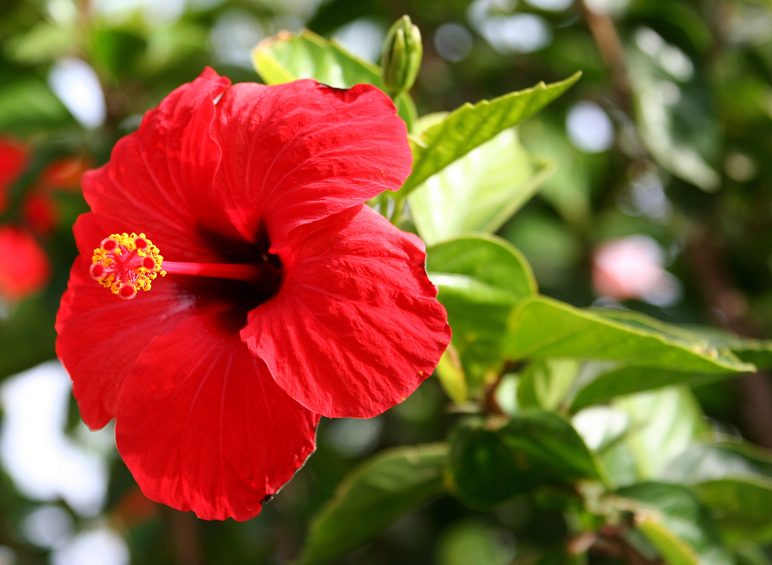 Hibiscus – गुढ़ल – [Gudhal]