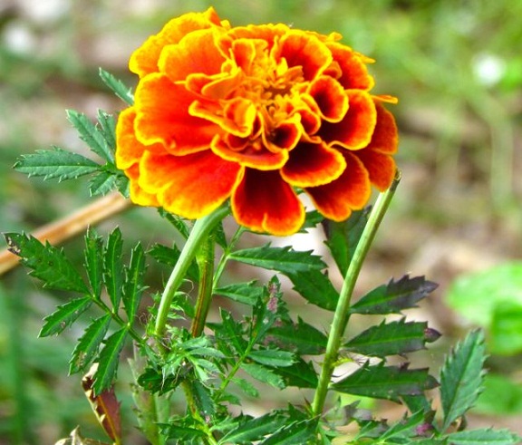 Marigold – गेंदा, गेंदे का फूल – [Genda , Gende Ka Phool]
