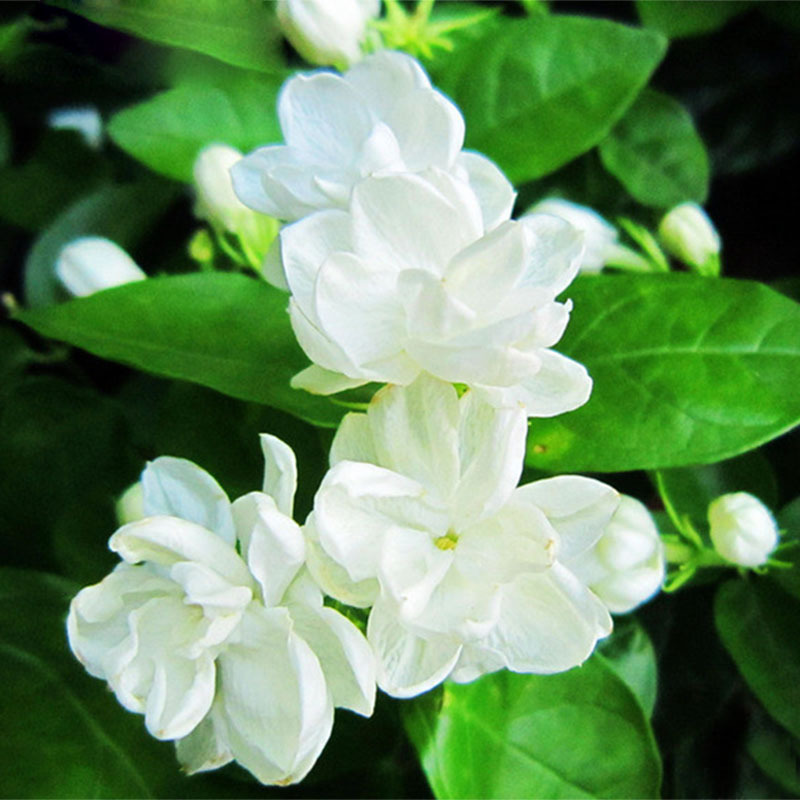 Arabian jasmine, Jasminum Sambac – मोगरा, मल्लिका – [Mogara, Mallika]