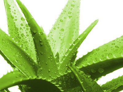 Aloes – एक दस्तावर औषधि, ग्वार पाठा