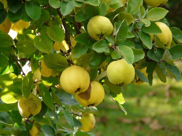 Bengal Quince, Bael fruit – बंगाल श्रीफल, बेल फल