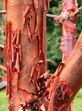 Cinnamon Bark – दालचीनी की छाल