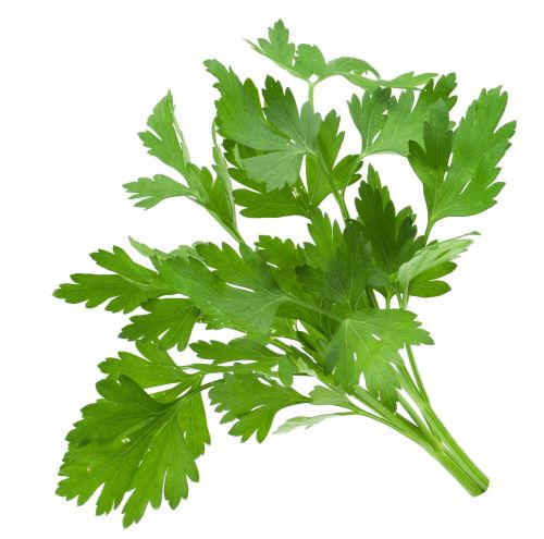 Coriander fruit – धनिया फल