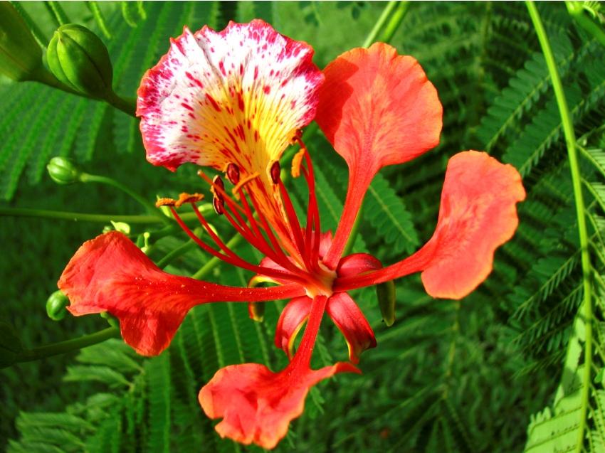 Delonix Regia – गुलमोहर – [Gulamohar]