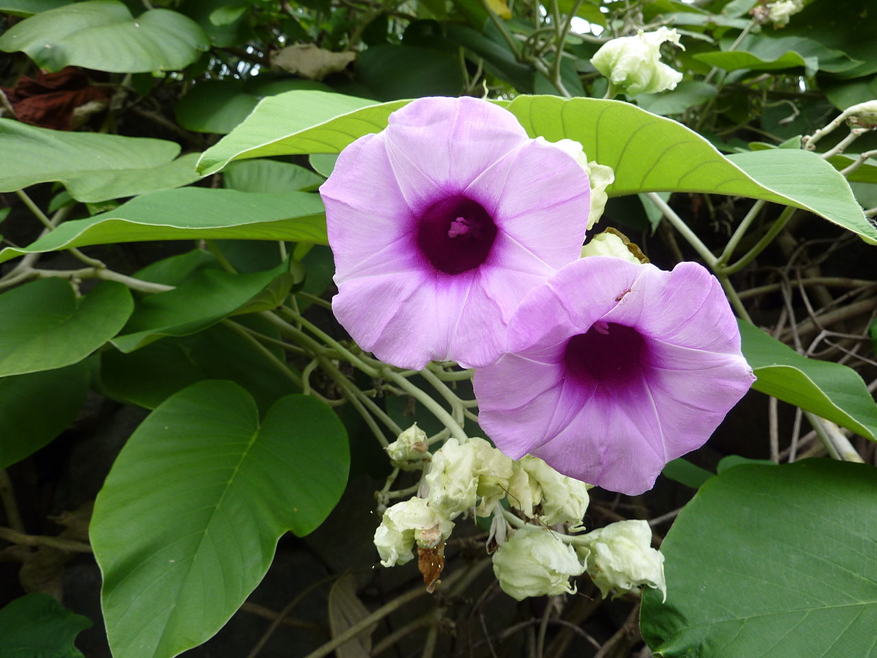 List Of Ayurvedic Medicinal Plants In Hindi List Of Ayurvedic Medicinal Plants In Hindi