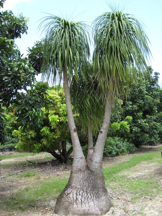 Elephant foot – जमीकंद, सूरनकंद