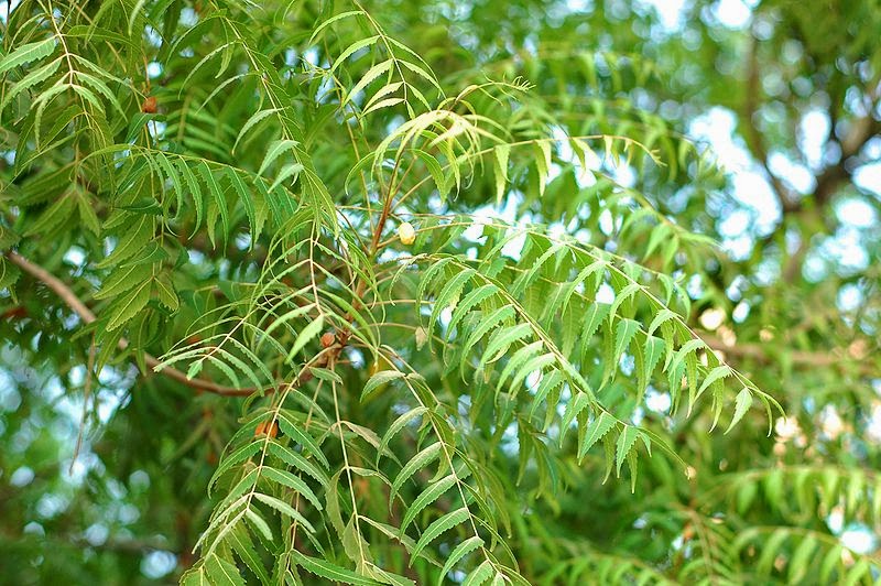 Margosa Tree – नीम, निम्ब
