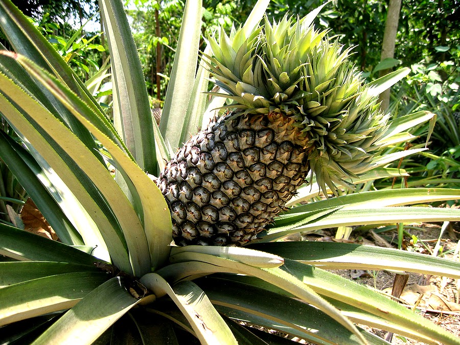 Pineapple – अनानास