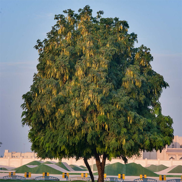 Siris Tree, Lebbeck Tree – शिरीष, सिरिस