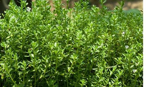 Thyme leaved gratiola – मंडूकपर्णी.